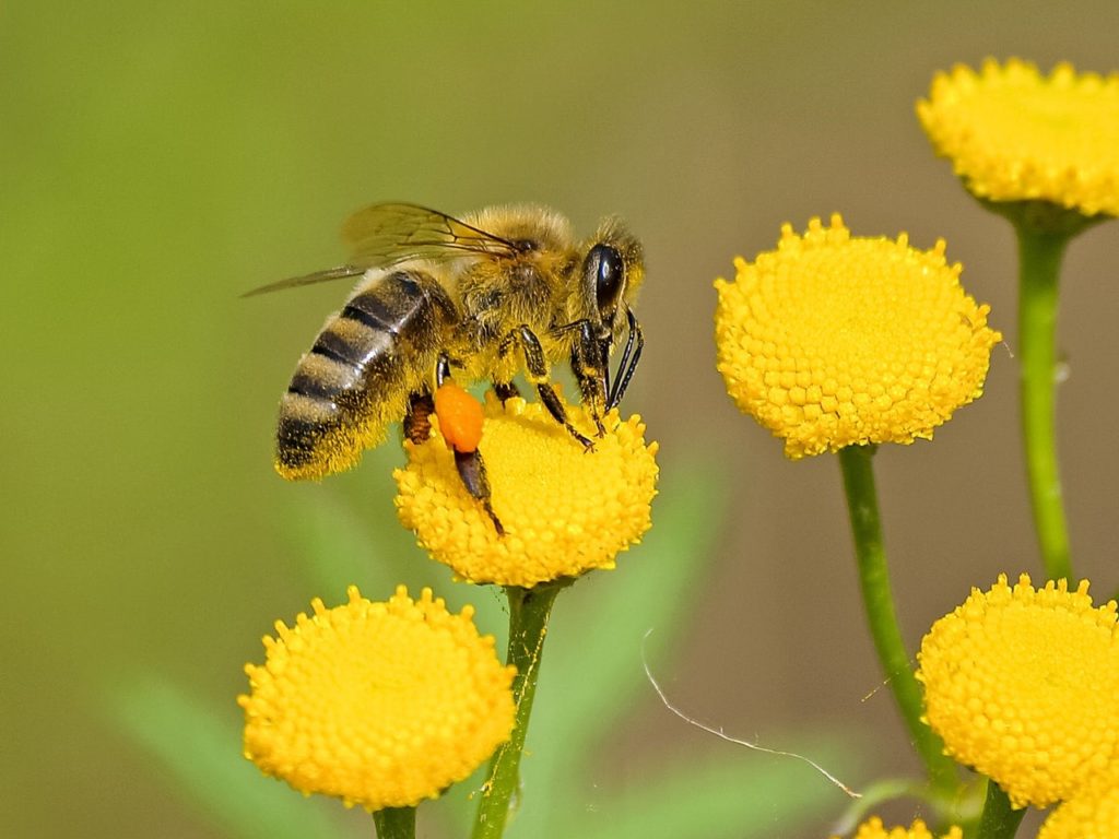 kolry pyłku kwiatowego, kolory pyłku pszczelego